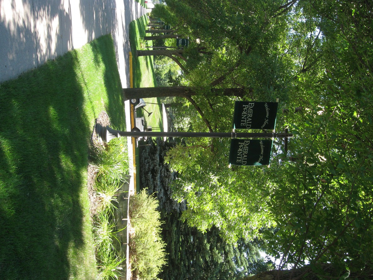 A peaceful park pathway lined with tall trees and a classic lamp post.