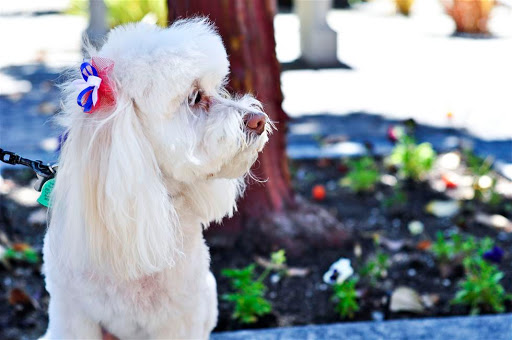 A fluffy white dog enjoying a sunny day in the park.