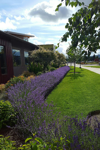 A vibrant garden featuring blooming lavender alongside lush green grass.