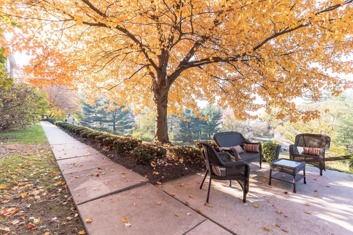 A serene outdoor patio area with chairs under a tree adorned with vibrant autumn leaves.