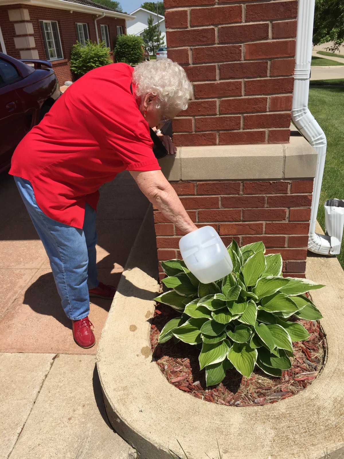 An elderly woman waters a plant in a garden on a sunny day.