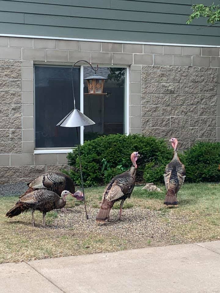 A group of turkeys foraging near a building.