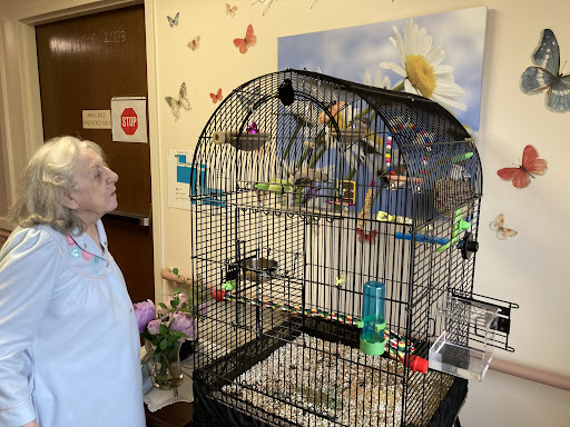 An elderly woman admires the colorful birds in a large cage, surrounded by flowers and butterfly decorations.