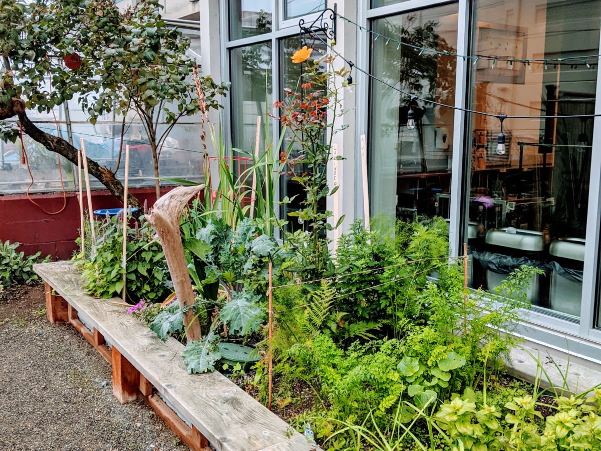 A vibrant urban garden with a variety of plants outside a modern building.