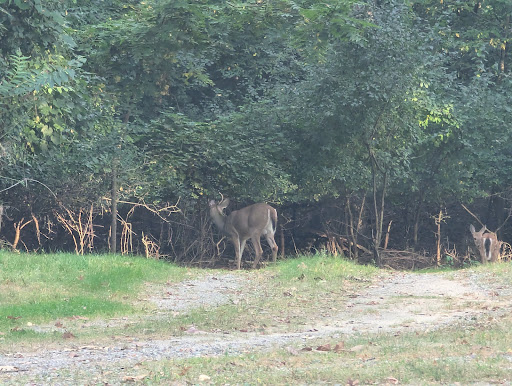A deer stands quietly in a lush green forest, blending into its natural surroundings.