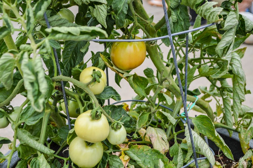 Tomato plant with unripe tomatoes growing in the garden.