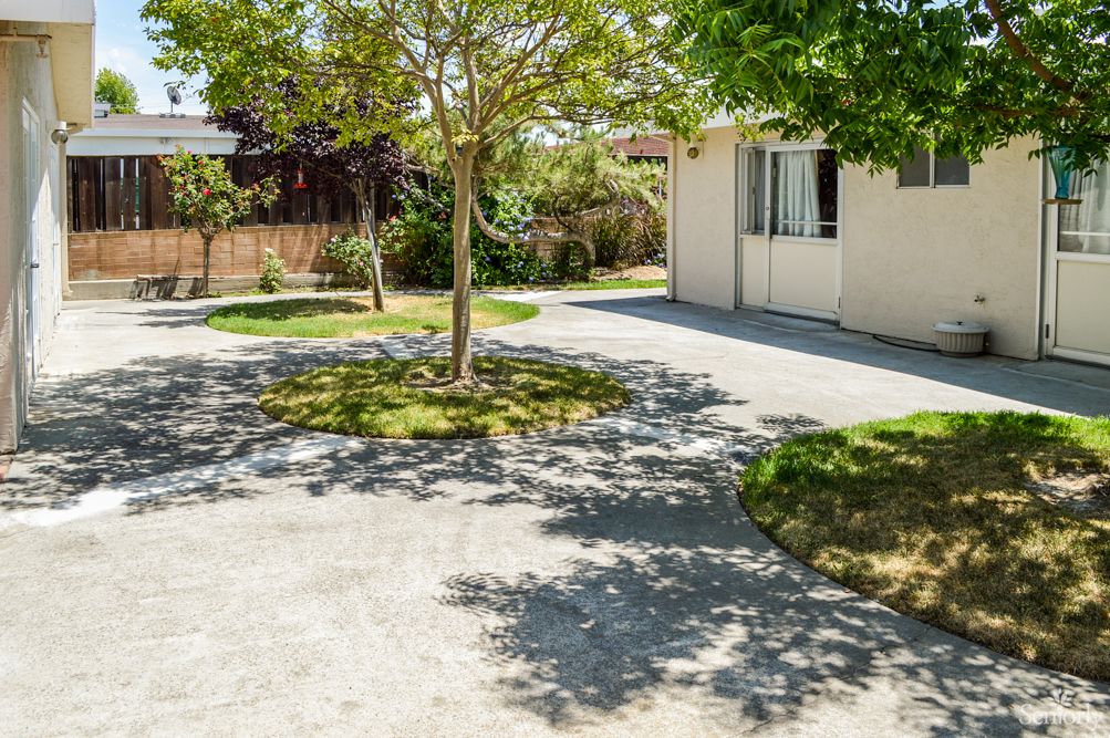 A sunny backyard with a tree casting shadows on the driveway.
