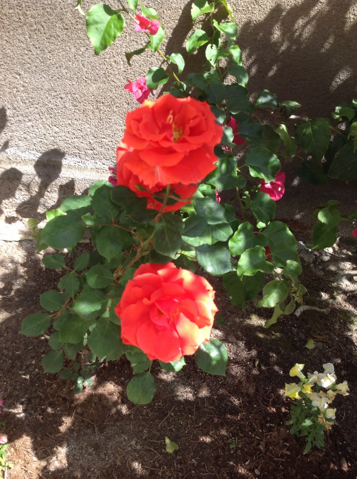 Bright red roses basking in sunlight in a garden setting.