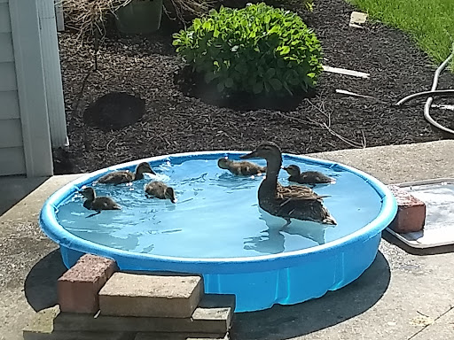 A group of ducks enjoying a sunny day in a kiddie pool.