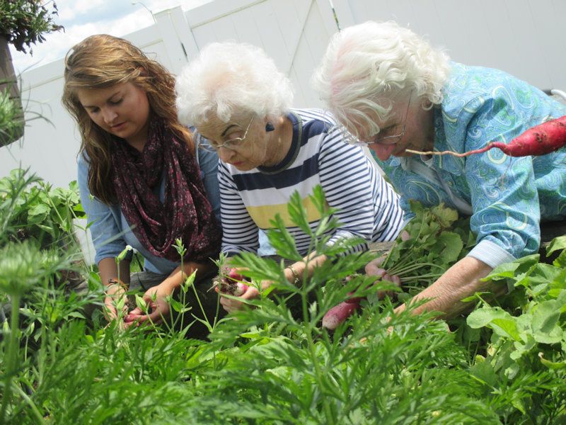 Three people engaged in gardening, tending to plants outdoors.