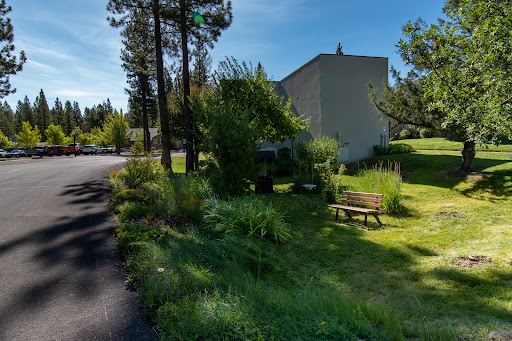 A peaceful park scene featuring a bench surrounded by lush greenery and trees, inviting for a moment of relaxation.