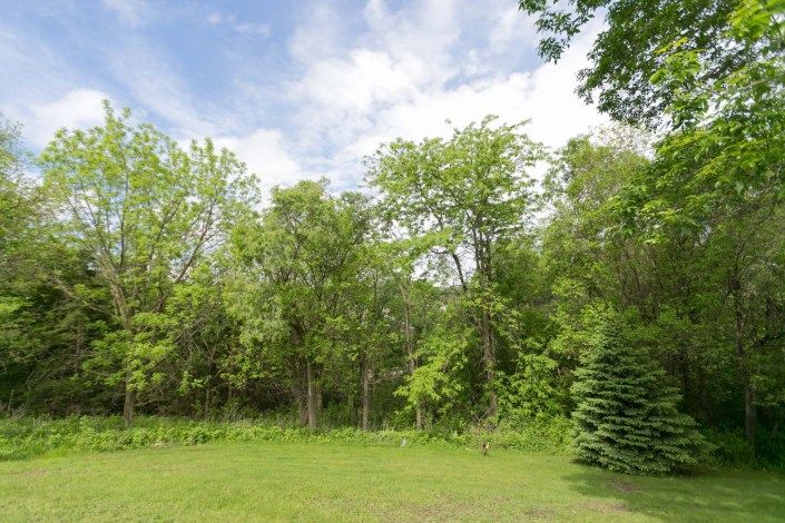 A lush, green forest with a clear sky above.