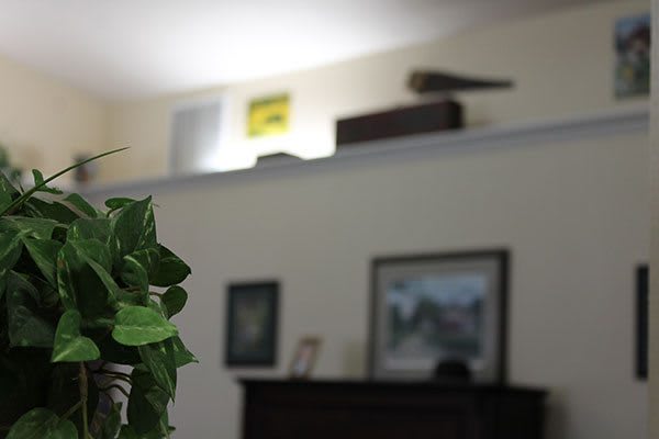 A cozy interior scene featuring a leafy green plant, framed artwork on the wall, and decorative items on a high shelf.