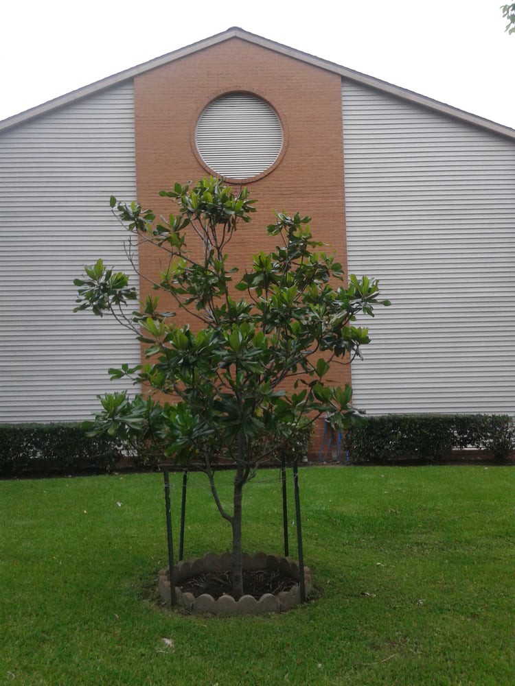 A small tree stands in front of a house with a round window design.
