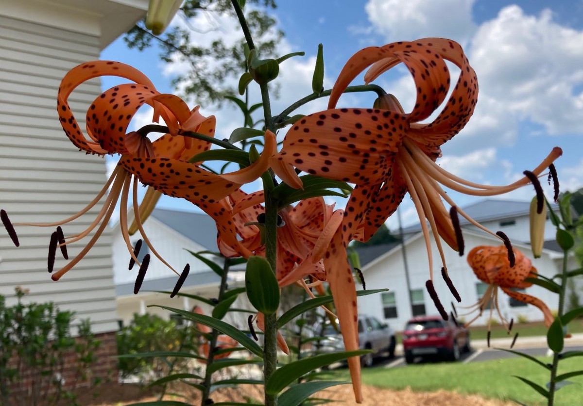 Vibrant orange tiger lilies blooming in a sunny garden.