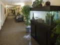 A hallway with an aquarium and indoor plants.