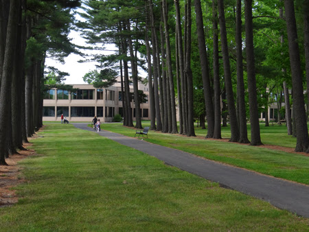 A serene pathway lined with tall trees leading to a building in a lush green park.