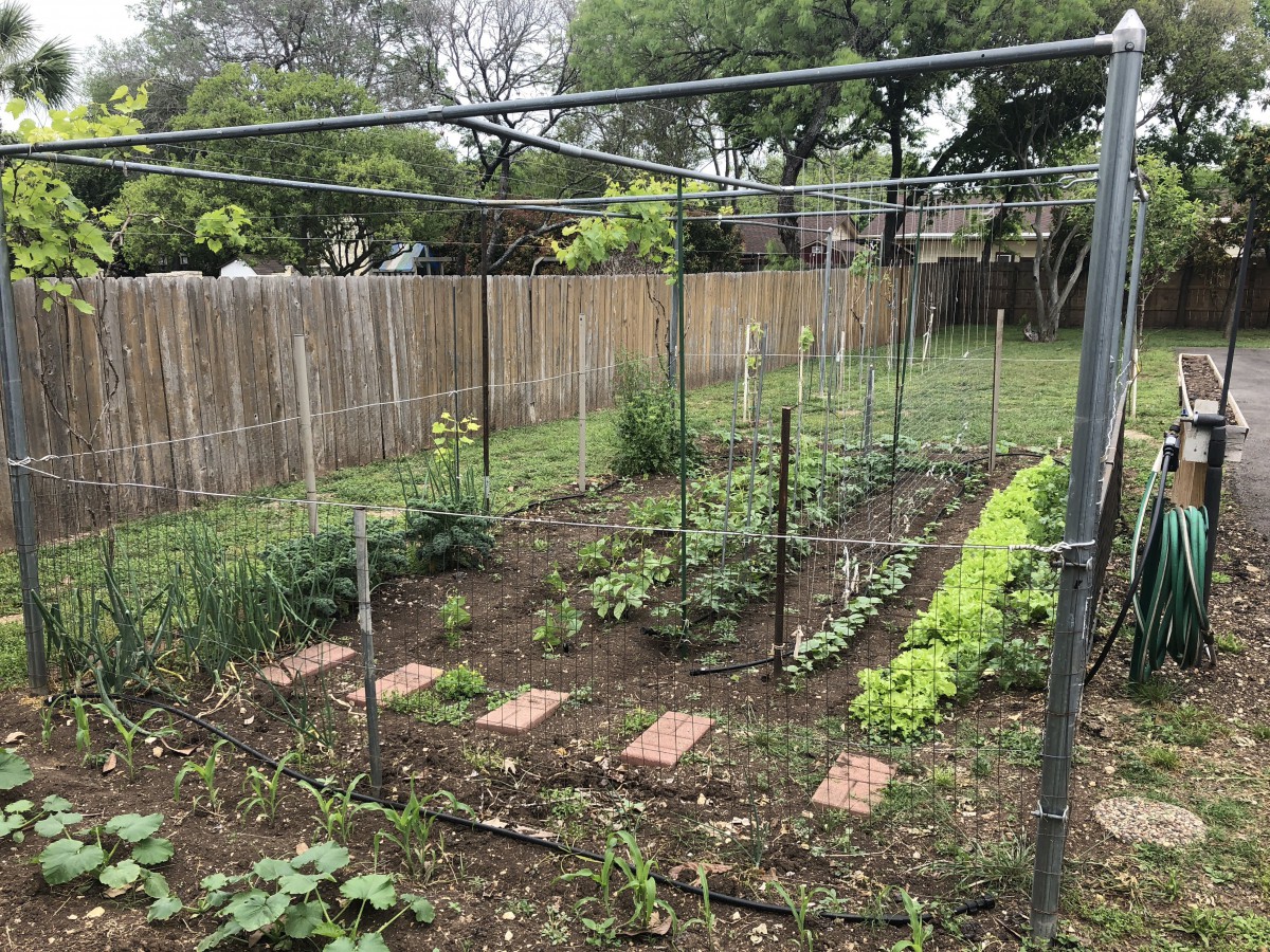 A well-tended vegetable garden in a backyard with various plants and trellis.