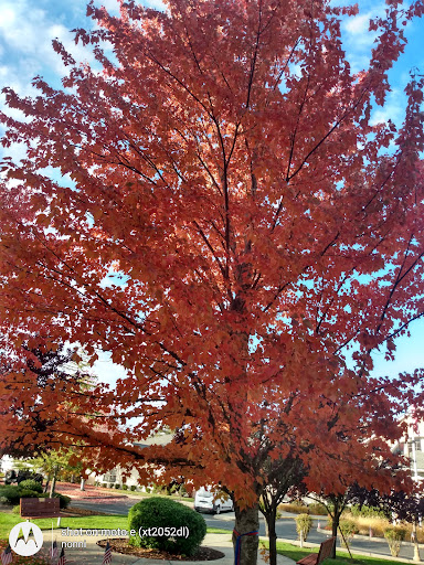 A vibrant tree showcasing stunning red leaves in autumn.