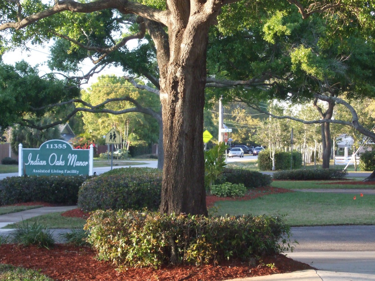 A large tree surrounded by greenery with a sign in the background.