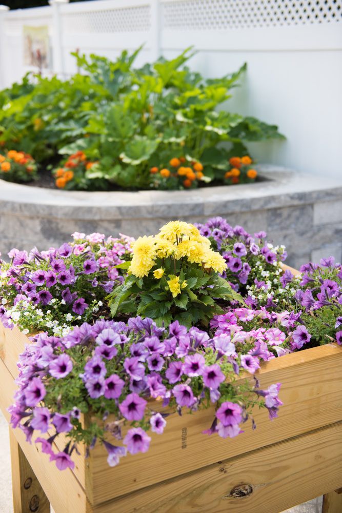A vibrant garden scene featuring a wooden planter box filled with purple petunias and yellow flowers, with additional orange marigolds in the background.