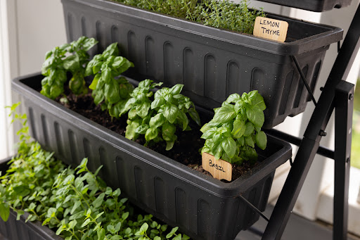 A collection of thriving basil plants in black planters, showcasing the beauty of indoor herb gardening.