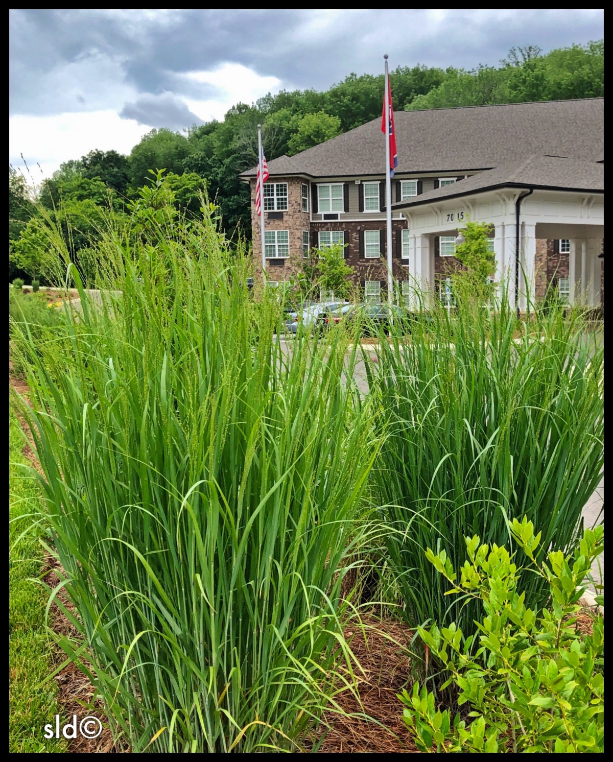 A lush green landscape featuring tall grass with a building in the background.