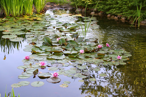 A serene pond adorned with blooming water lilies and lush greenery, reflecting the beauty of nature.