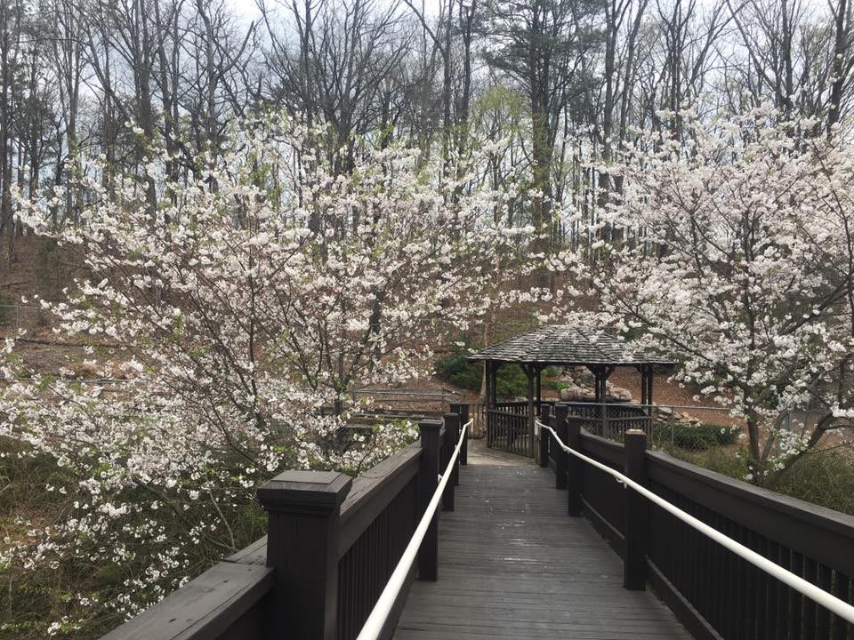 A wooden bridge leads to a gazebo surrounded by blooming cherry blossoms in spring.