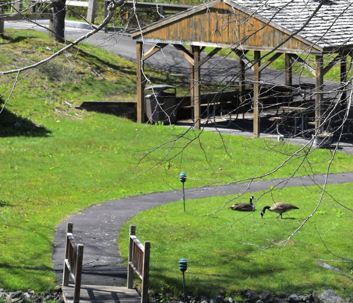 A pair of geese grazing on a lawn near a pathway with a wooden shelter in the background.