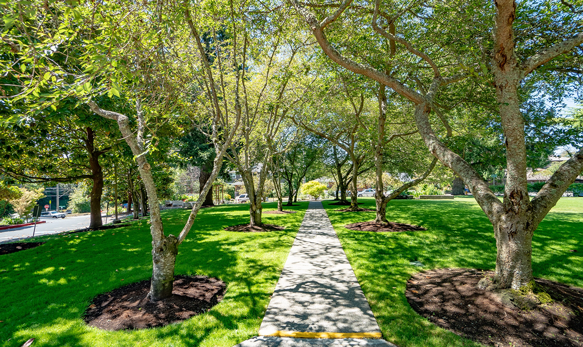 A serene pathway lined with trees in a lush green park.