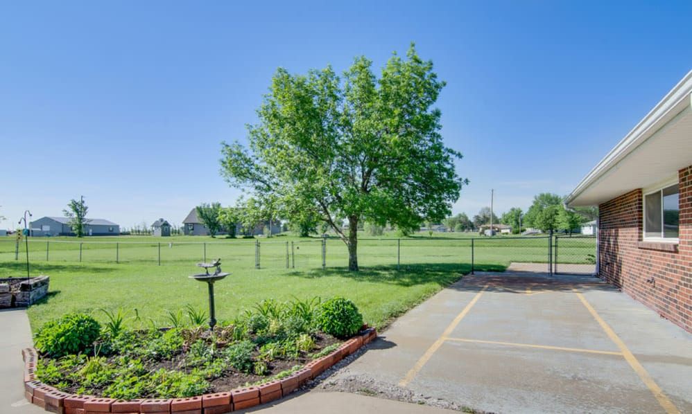 A sunny day in a yard with a tree, garden bed, and paved area.