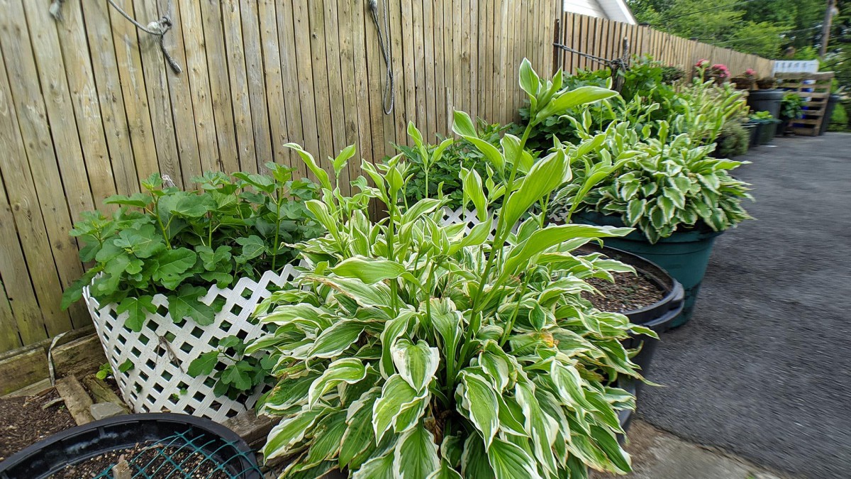 A lush garden bed featuring vibrant hosta plants bordered by a wooden fence.