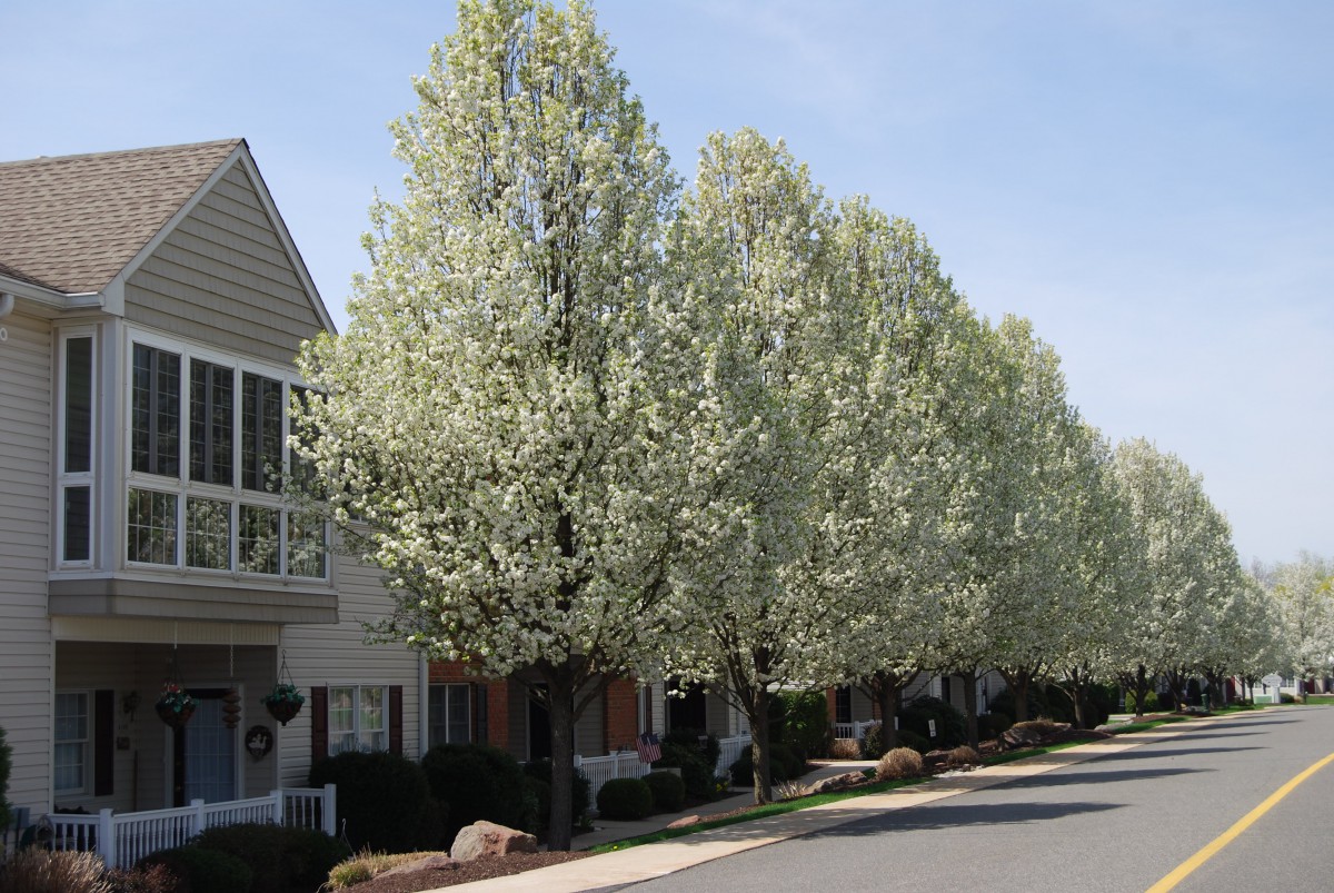 A row of blooming trees lining a residential street in spring.