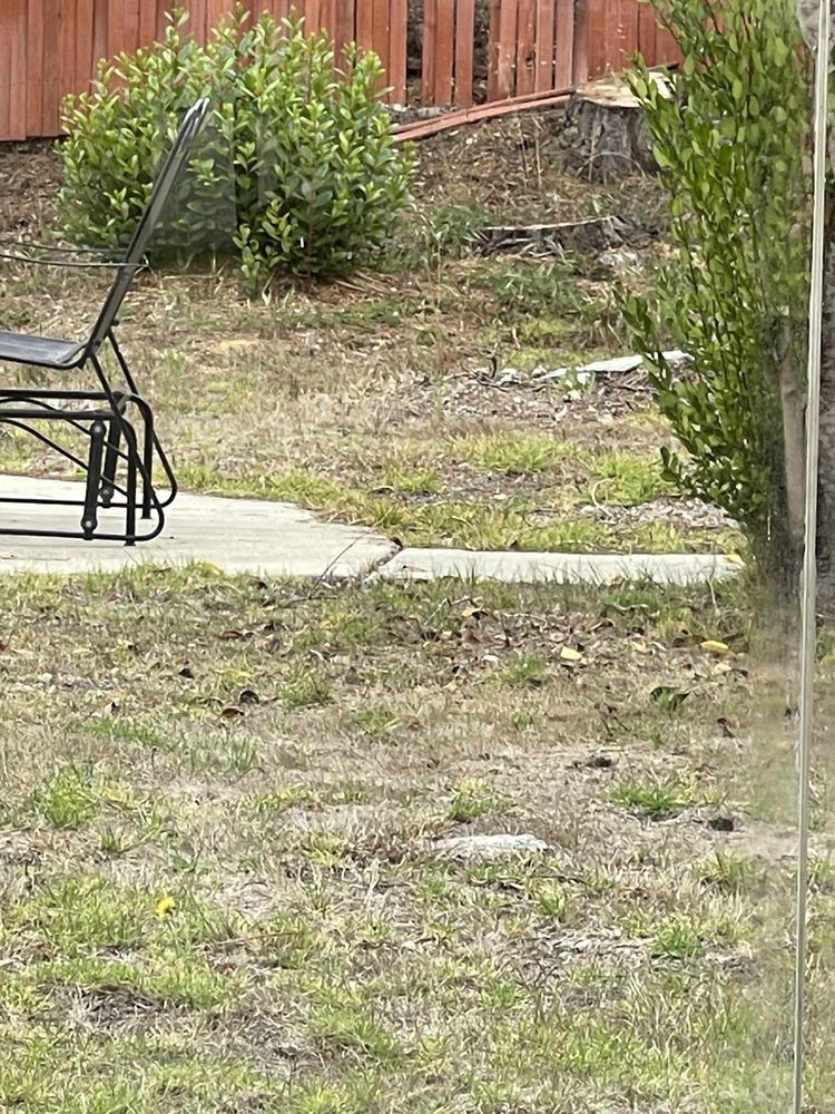 A garden patio with metal chairs and grassy surroundings.