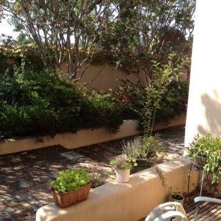 A sunny garden patio with potted plants and greenery.