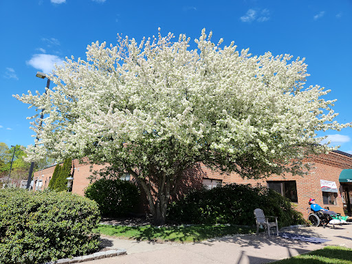A beautiful flowering tree in full bloom against a clear blue sky.