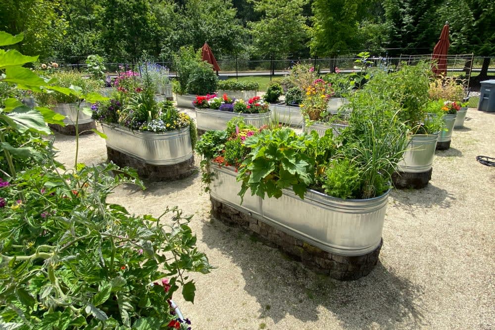 A garden featuring various plants in raised metal beds arranged outdoors.