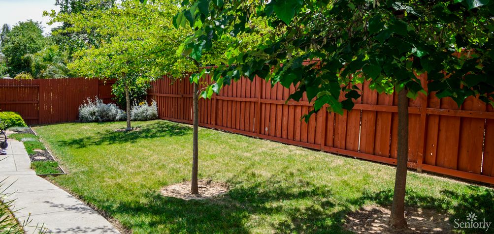 A sunlit backyard garden with a small tree and wooden fence.