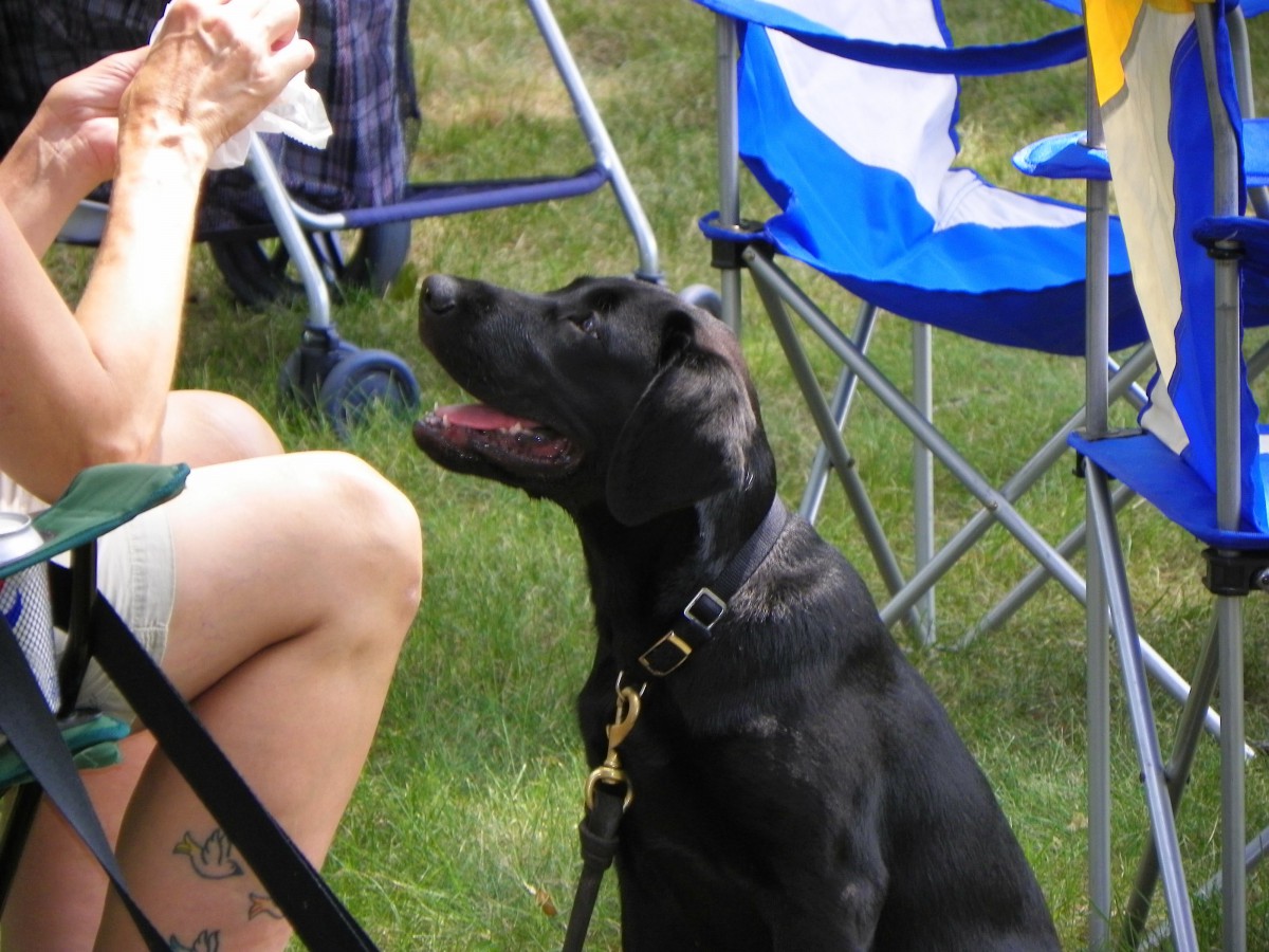 A black Labrador retriever sits on the grass outdoors, looking up attentively near some foldable chairs.