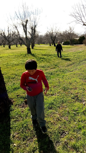 A child exploring a sunny field while an adult walks in the background.