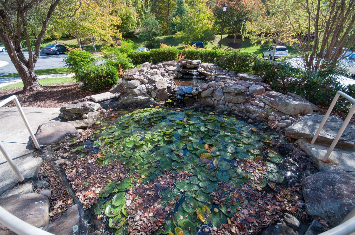 A tranquil garden pond with water lilies surrounded by lush greenery and stone features.