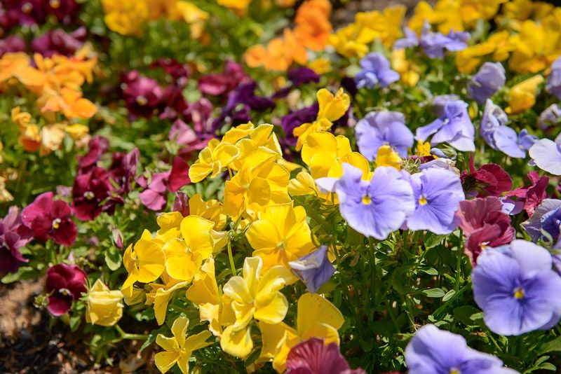A vibrant garden display of colorful pansies in full bloom.