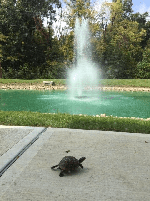 A turtle approaches a pond with a central fountain in a peaceful outdoor setting.