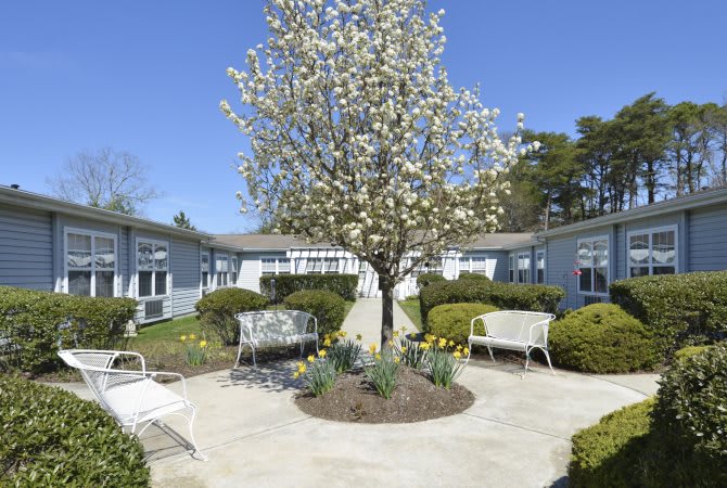 A peaceful courtyard featuring a blossoming tree surrounded by benches and well-maintained landscaping.