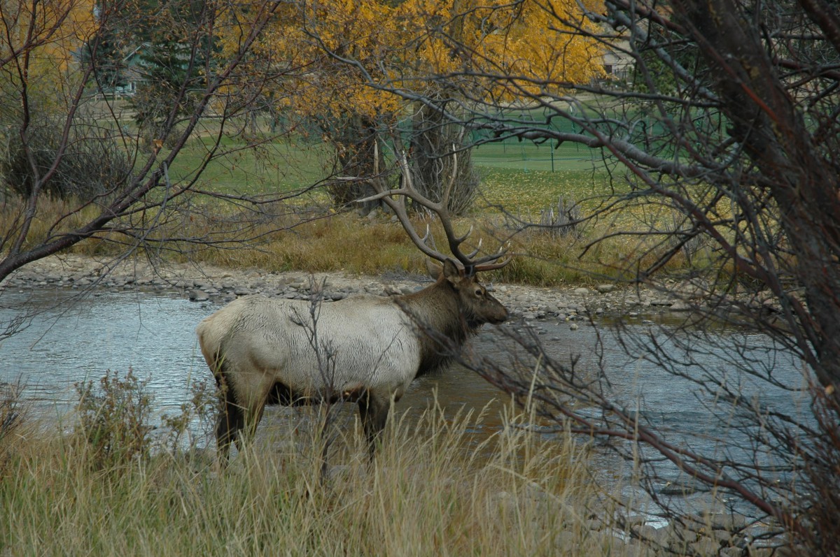An elk stands near a river, surrounded by autumn foliage.
