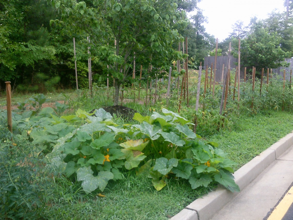 A lush garden with sprawling vegetable plants and tall stakes surrounded by greenery.