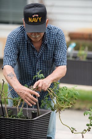A man tending to plants in an outdoor garden.
