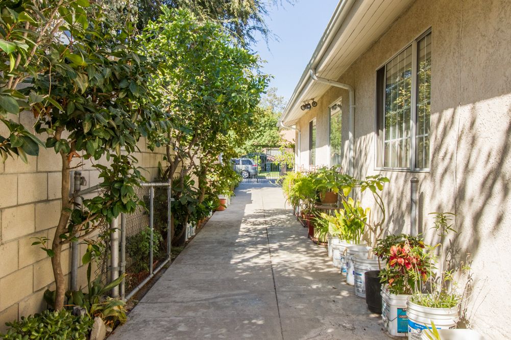 A sunny pathway bordered by lush plants leading to a residential house.