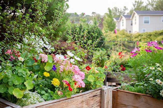 A vibrant garden with a variety of colorful flowers and lush greenery.